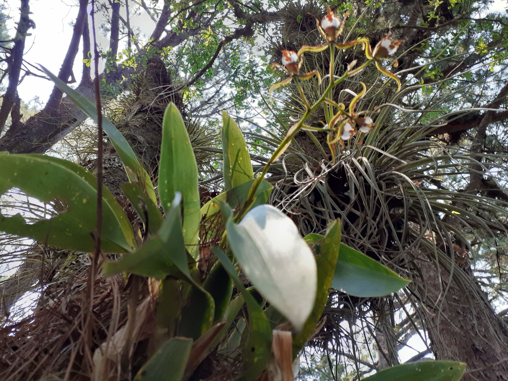 Rhynchostele cordata